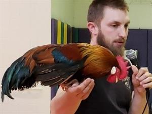 bird a 